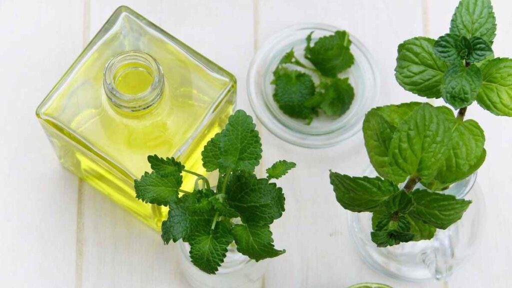 peppermint oil (1)