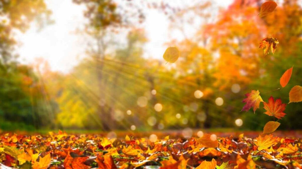 brown leaves fall